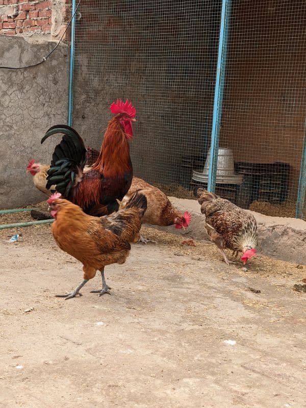 Golden Misri A+ quality Egg laying hens and rooster 1