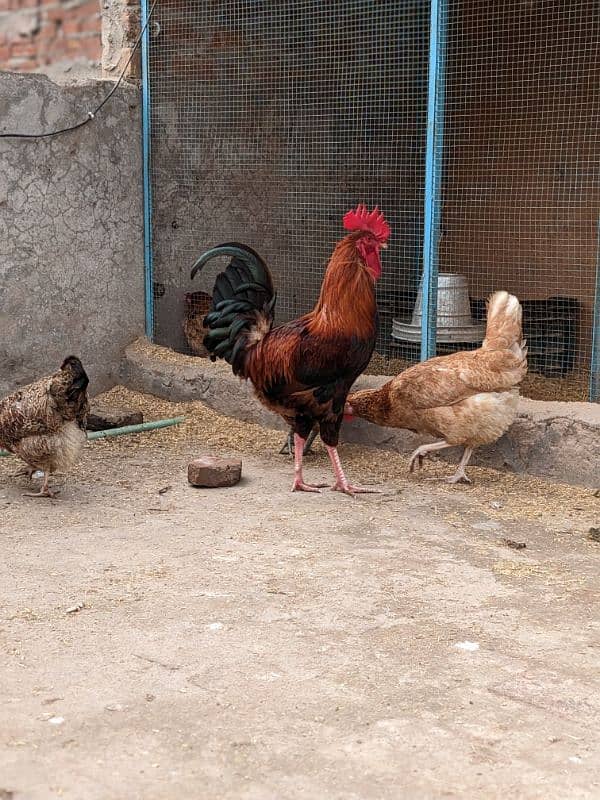 Golden Misri A+ quality Egg laying hens and rooster 2