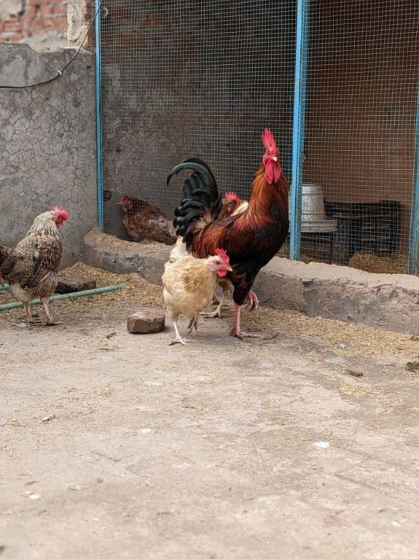 Golden Misri A+ quality Egg laying hens and rooster 3