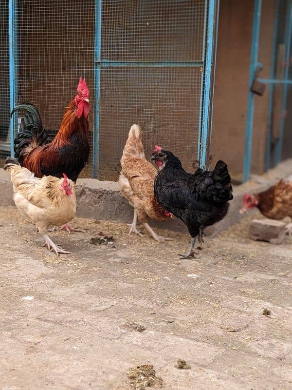 Golden Misri A+ quality Egg laying hens and rooster 4