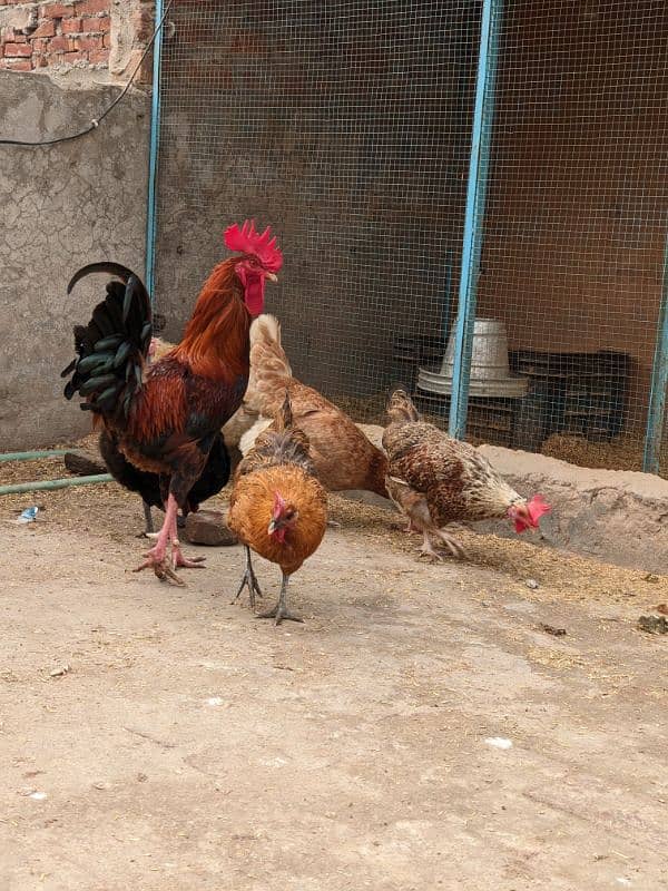 Golden Misri A+ quality Egg laying hens and rooster 5