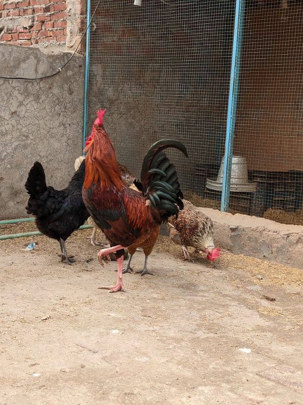 Golden Misri A+ quality Egg laying hens and rooster 6