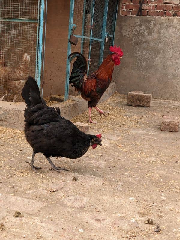 Golden Misri A+ quality Egg laying hens and rooster 7