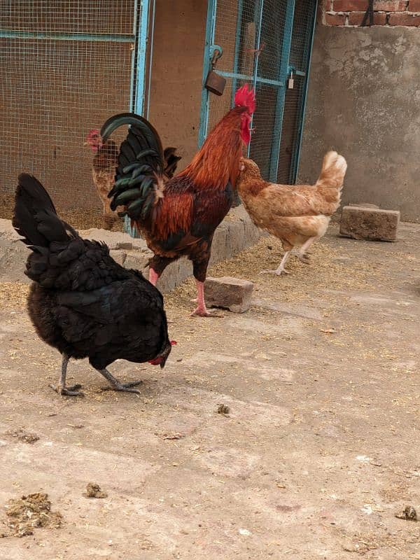 Golden Misri A+ quality Egg laying hens and rooster 8