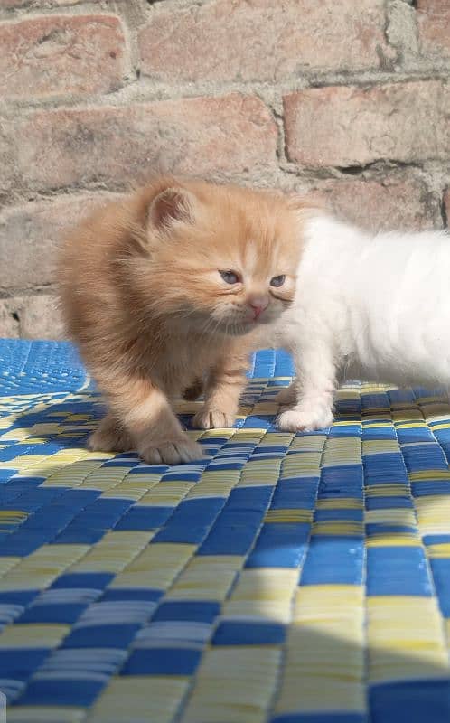 Pure Persian kittens 2