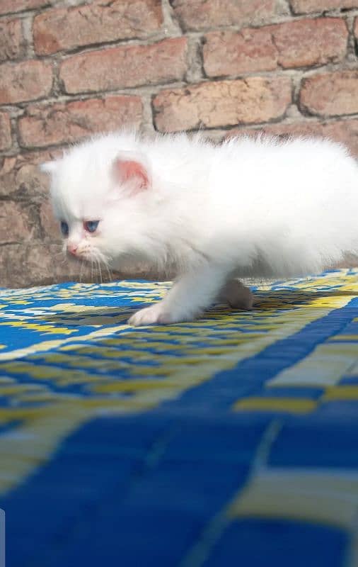 Pure Persian kittens 3