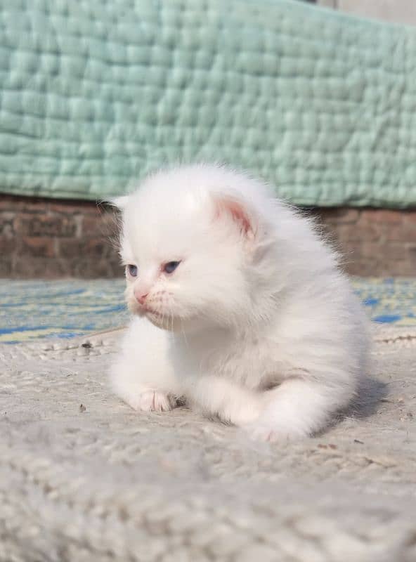 Pure Persian kittens 9