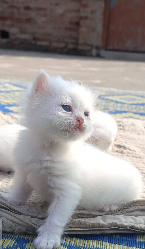 Pure Persian kittens 10