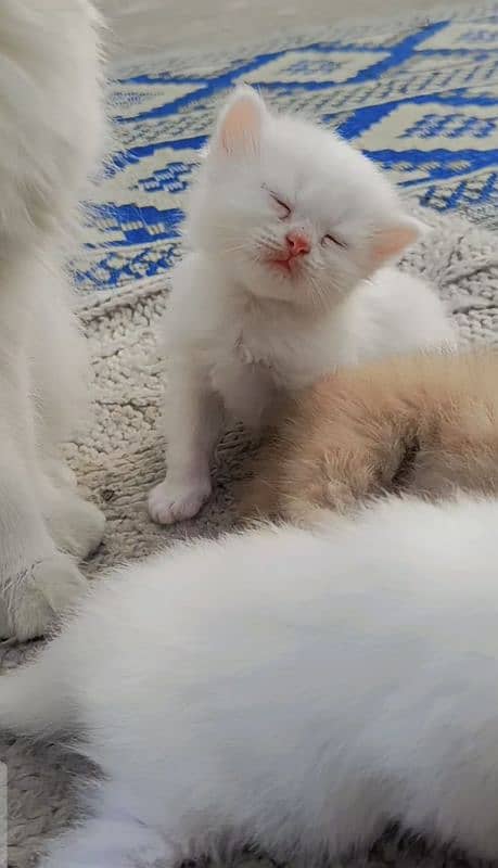 Pure Persian kittens 11