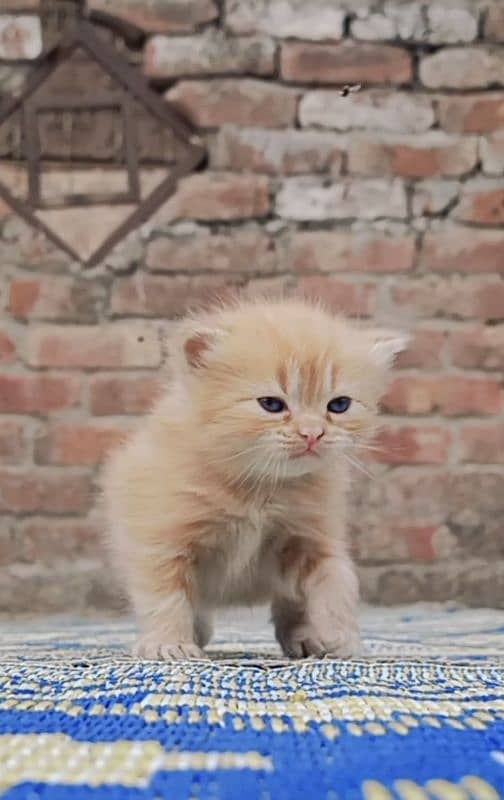 Pure Persian kittens 12