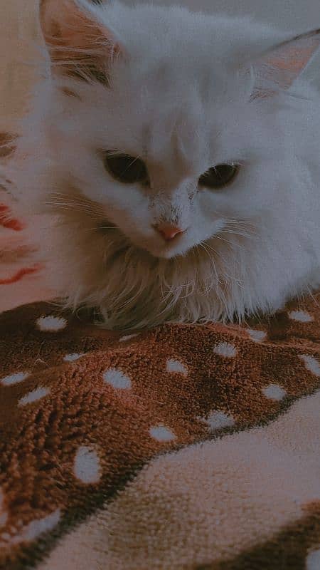 Persian Cat 3 coated 2