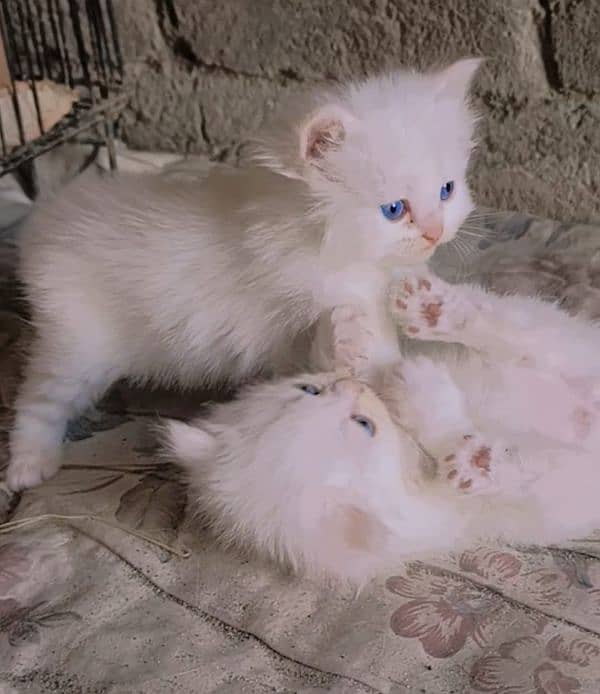 Pure Persian kittens 4