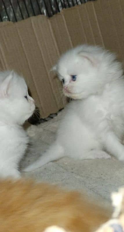 Pure Persian kittens 5