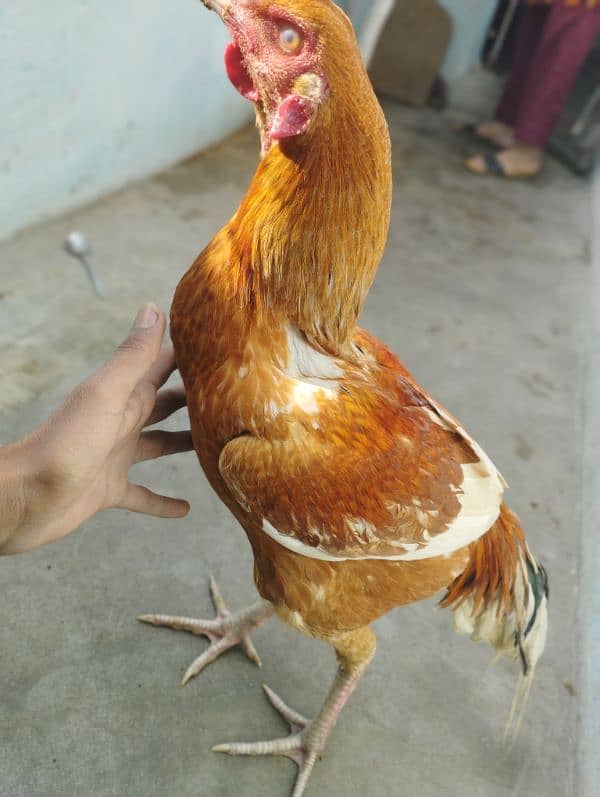 aseel Rooster male 0