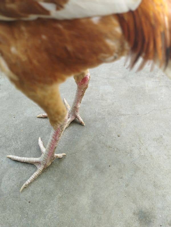 aseel Rooster male 5