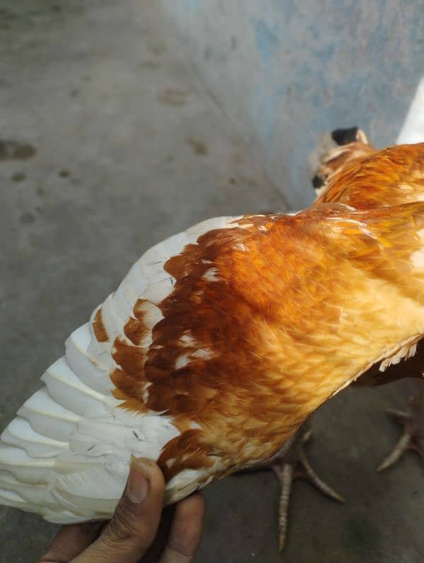 aseel Rooster male 6