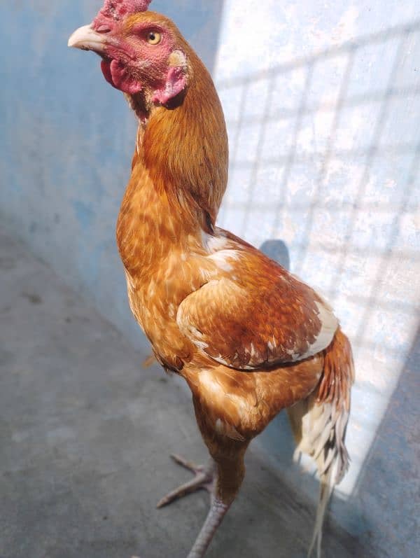 aseel Rooster male 8