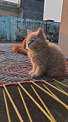 persian kitten whatsapp number 0/3/2/0/2/4/4/8/0/0/0