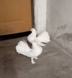 Breeder Pair Luckey Pigeons (Healthy and Active)