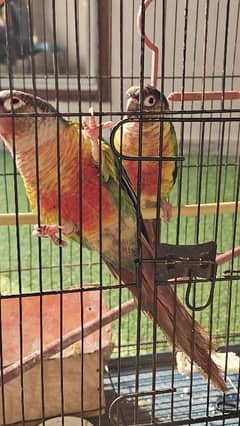 Green cheek conures pair for sale