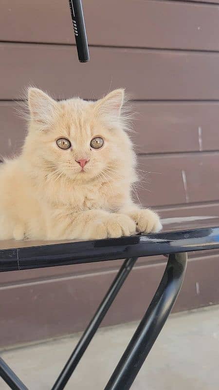 Persian Cat Fawn color Female 0