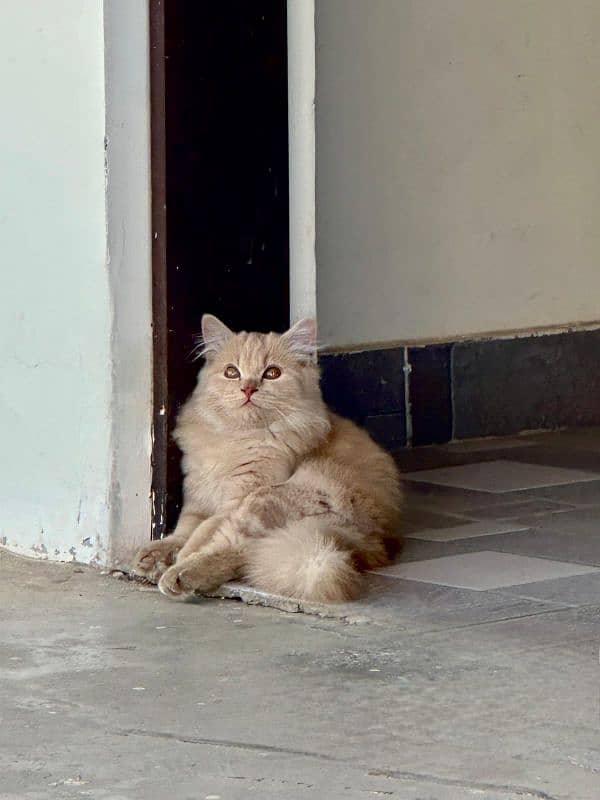 Persian Cat Fawn color Female 3