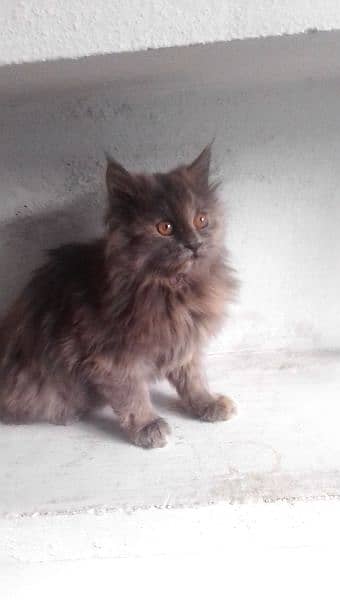 Persian kittens cat 1