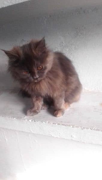 Persian kittens cat 2