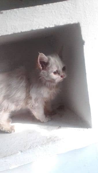 Persian kittens cat 5