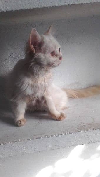 Persian kittens cat 6