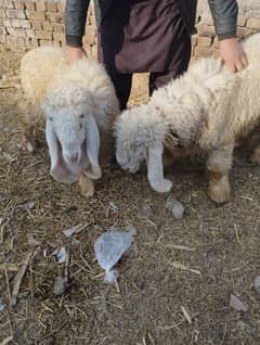 Pure Kajla II Sheep Pair For sale II Goat Chatra II Kajla Pair