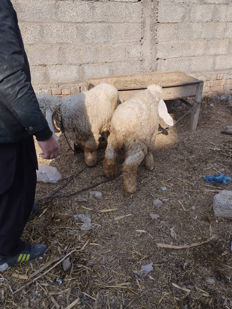 Pure Kajla II Sheep Pair For sale II Goat Chatra II Kajla Pair 1