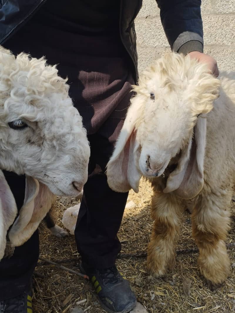 Pure Kajla II Sheep Pair For sale II Goat Chatra II Kajla Pair 2