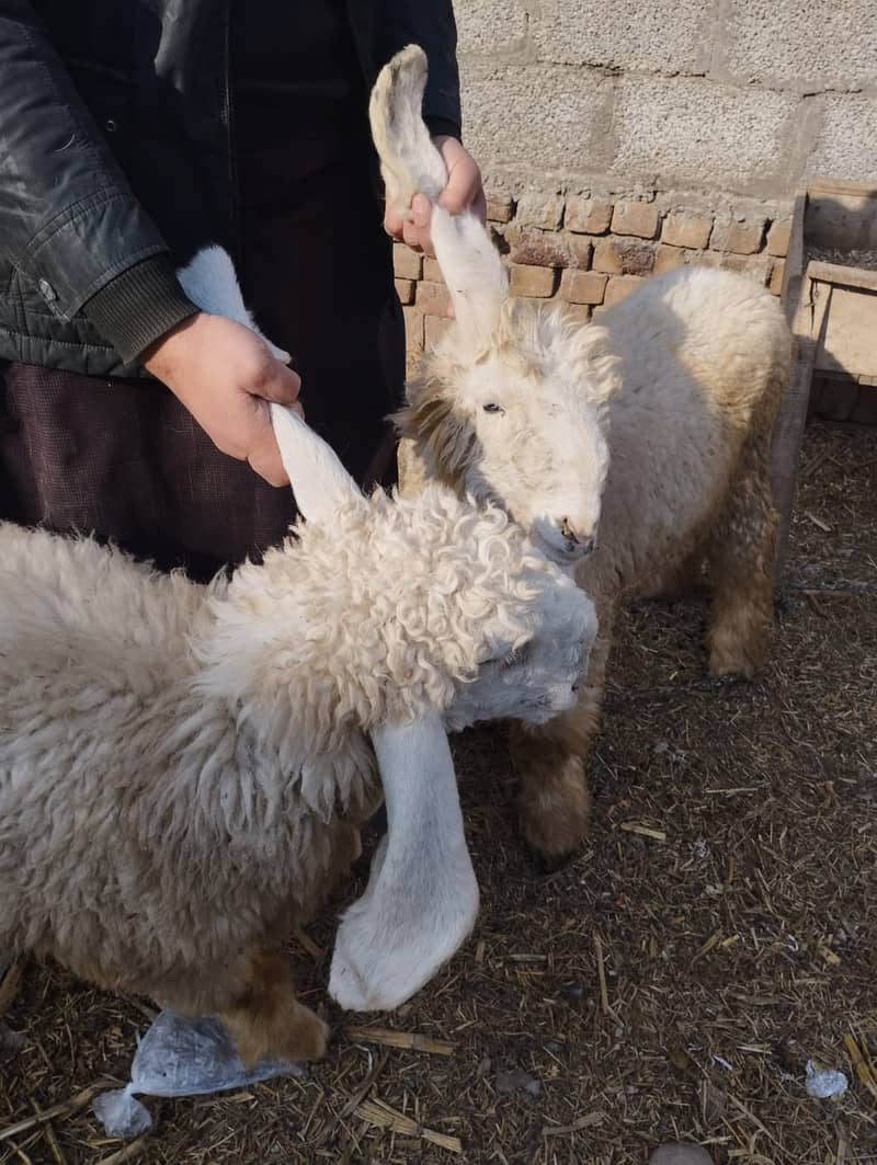 Pure Kajla II Sheep Pair For sale II Goat Chatra II Kajla Pair 3