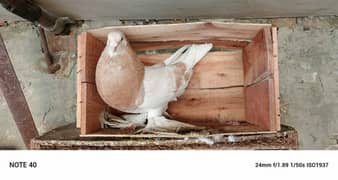 gubara pigeon    urgent sale