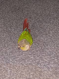 green cheeked conure