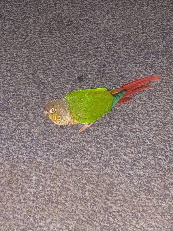 green cheeked conure 1