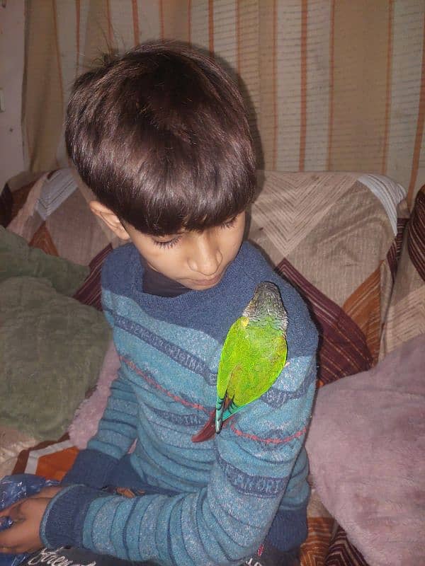 green cheeked conure 2