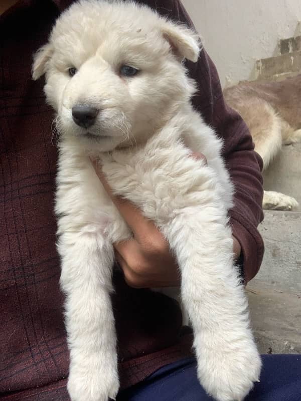 pure white siberian husky 0