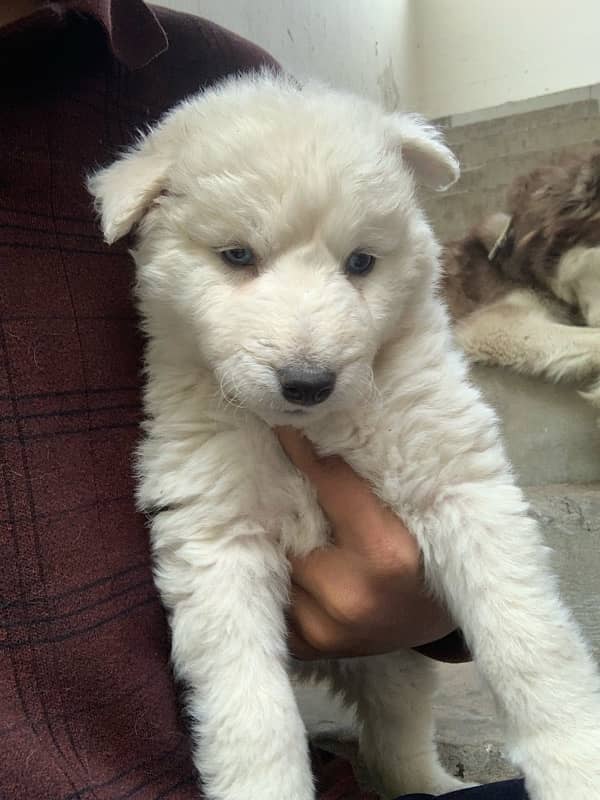 pure white siberian husky 1