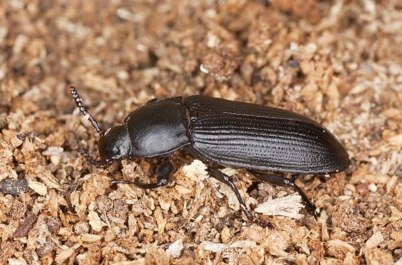 Darkling beetles | for sale | urgent | mealworms 0