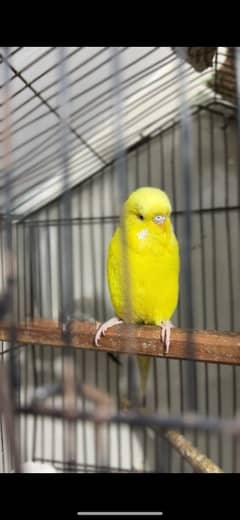 red eye budgie