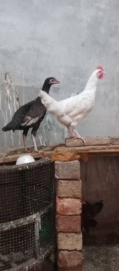 imported aseel murgi with one paper white beautiful hen