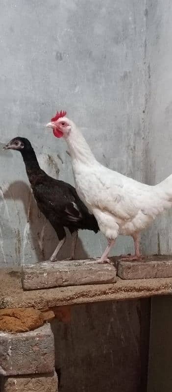 imported aseel murgi with one paper white beautiful hen 2