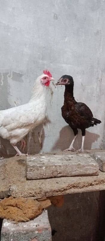 imported aseel murgi with one paper white beautiful hen 4