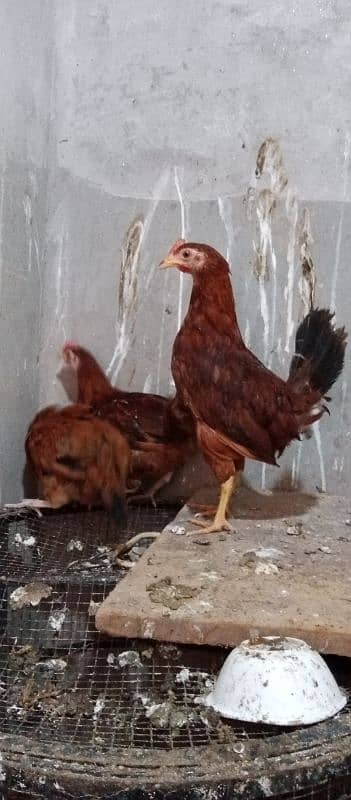 imported aseel murgi with one paper white beautiful hen 6