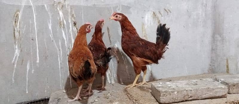 imported aseel murgi with one paper white beautiful hen 7