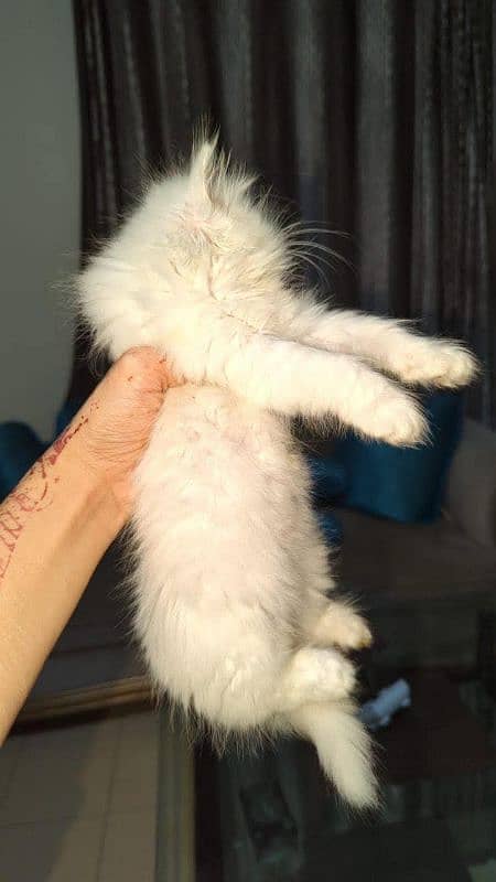 persian Male cat triple coat 2