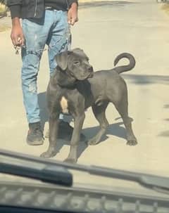 Cane Corso Male puppy