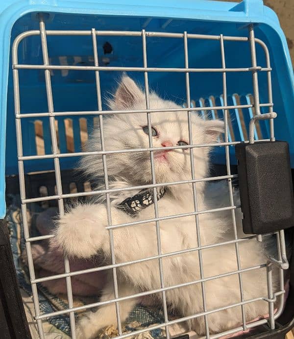 Persian kittens II cute kittens II cat baby For sale II 0